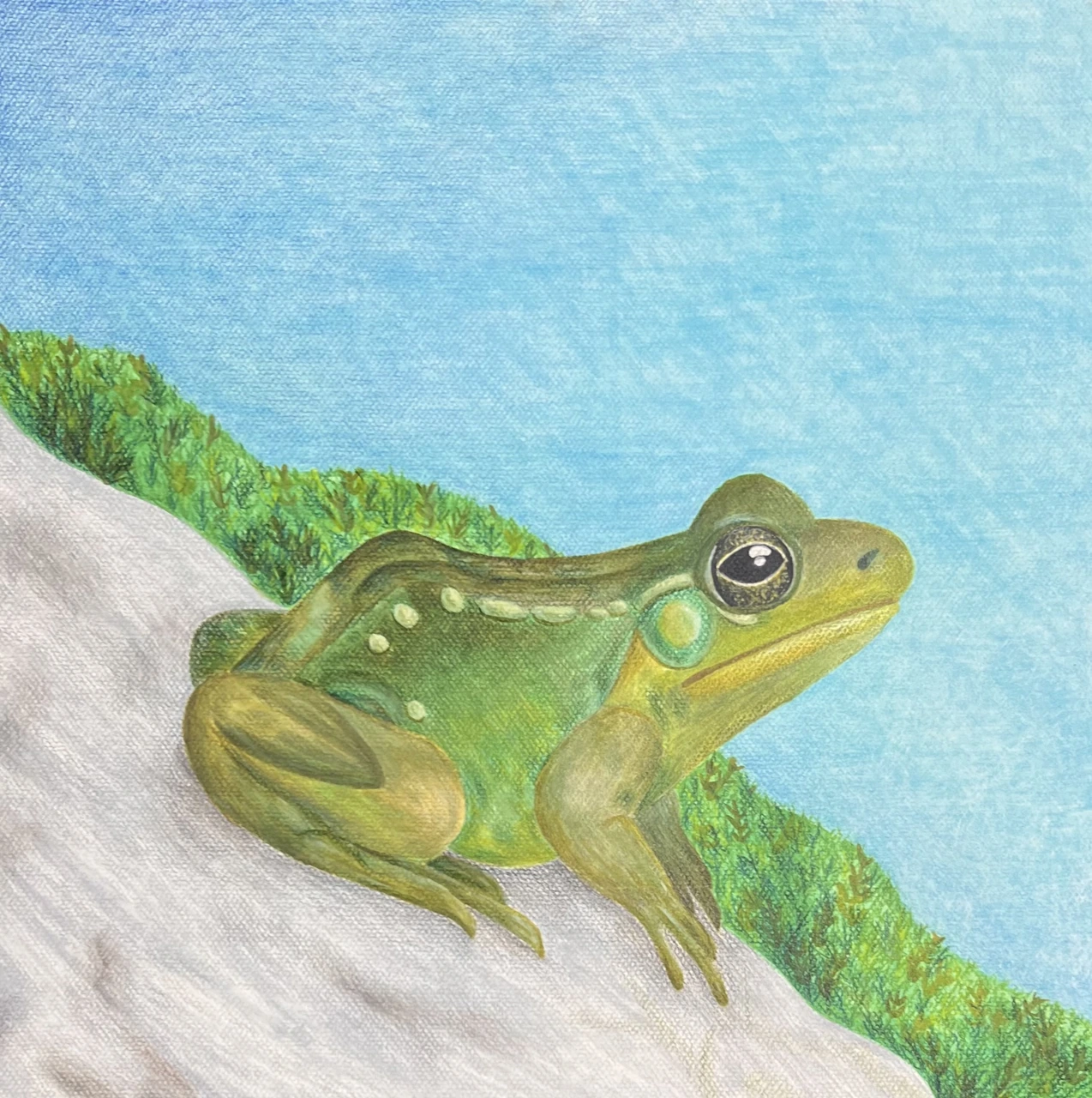 Frog Drawing